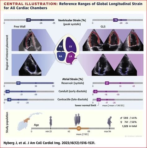 global longitudinal strain chart.